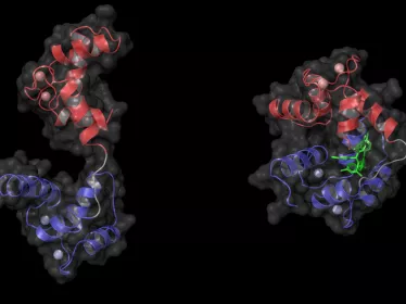 Calmoduline et calmidazolium