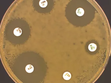antibiogramme © Institut Pasteur