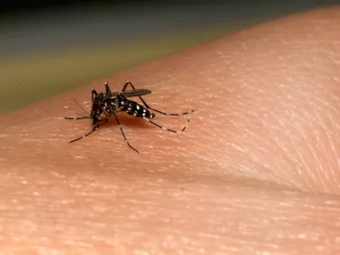repas de sang moustique tigre © Institut Pasteur