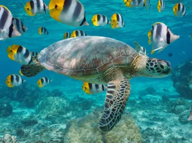 Photo illustrative Samoa