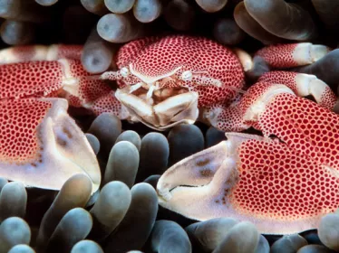 Photo illustrative Nauru