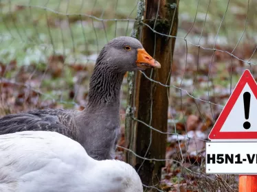 grippe aviaire - Institut Pasteur