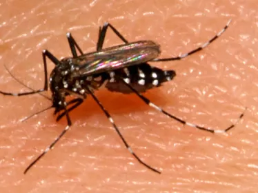 Aedes albopictus, moustique vecteur de la dengue et du Chikungunya