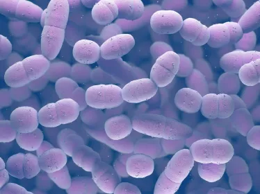 Streptococcus pneumoniae - Institut Pasteur 