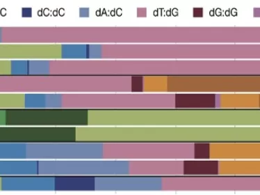 Taux d'erreur et profils de l'ADN polymérase.