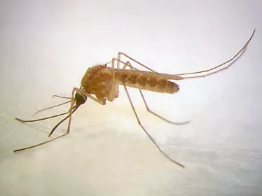 Culex quinquefasciatus femelle.