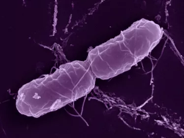 Bactérie Salmonella enterica en microscopie à balayage.