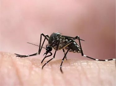 Femelle d'Aedes aegypti, élevée au Vectopôle de l'Institut Pasteur de la Guyane. Le moustique Aedes aegypti est vecteur de la dengue, du chikungunya, de la fièvre jaune et de zika.