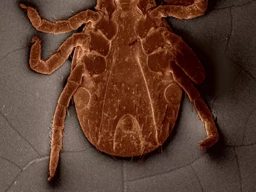 Ixodes ricinus nymphe