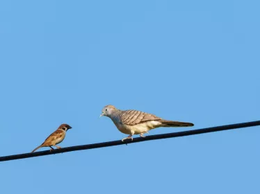 Le tempo universel de la communication animale