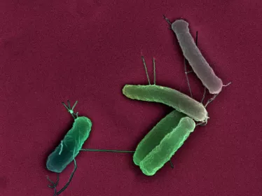 Bactéries Escherichia coli en microscopie electronique à balayage