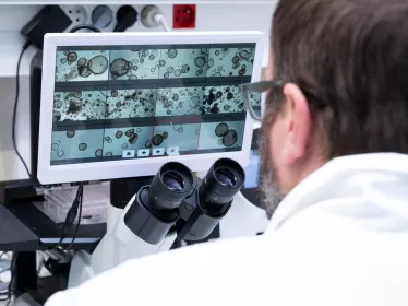 Laboratoire Génomique fonctionnelle comparative. Observation au microscope d’une culture d'organoïdes, dans une matrice en 3D type matrigel, obtenus à partir de cellules utérines (cellules épithéliales d'endomètre).