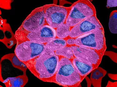 Photo de microscopie 