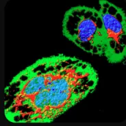 Image de microscopie