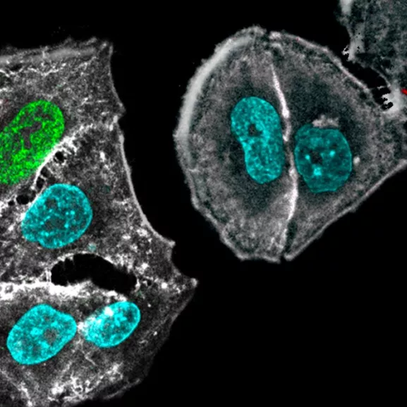 Image par Microscopie génomes et génétique