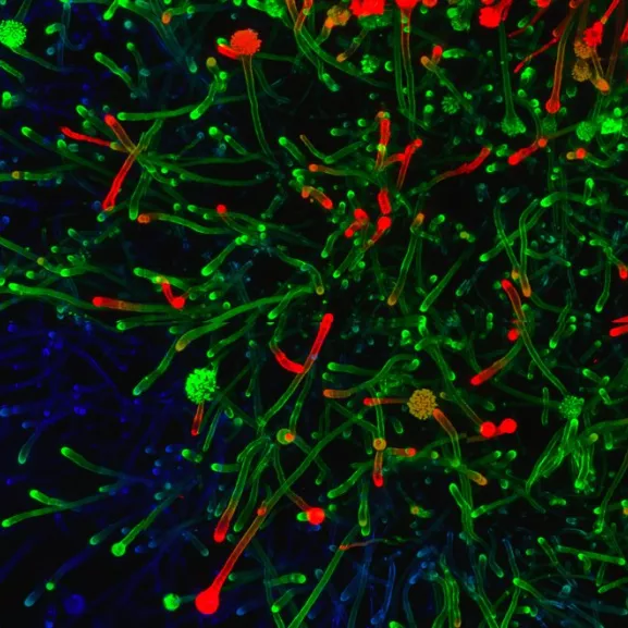 Photographie de microscopie 