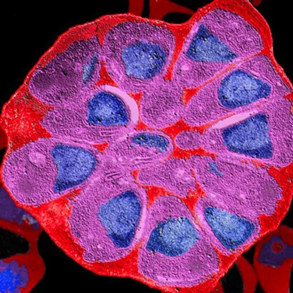 Photo de microscopie 