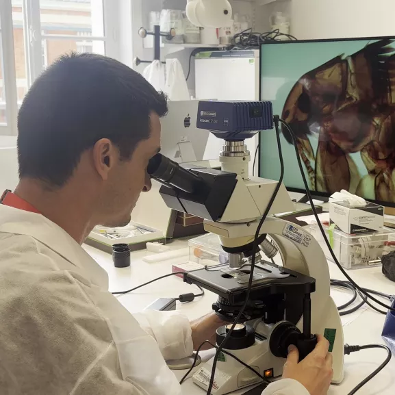 Cours Insectes vecteurs