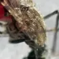 insectes vecteurs cours pasteur