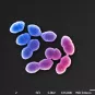 Enterococcus hirae - Institut Pasteur