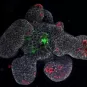 Goblet cell Listeria - Institut Pasteur