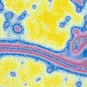 Fiches maladies - Ebola - Institut Pasteur
