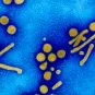 Fiches maladies - Hépatites virales - Institut Pasteur