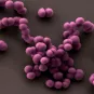 Staphylococcus staphylocoque - Institut Pasteur