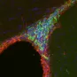 Stem cell neurons - Institut Pasteur