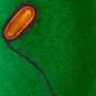 Fiches maladies - Légionellose - Institut Pasteur