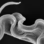 Fiches maladies - Maladie du sommeil - Institut Pasteur