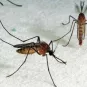 Institut Pasteur - Journal de la Recherche - Zika