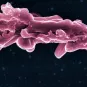 Fiches maladies - Tuberculose - Institut Pasteur