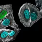 Département Génomes et génétique - Institut Pasteur