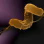 Helicobacter pylori - Institut Pasteur
