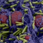 Microbiologie - Institut Pasteur