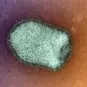 Virus rage - Institut Pasteur