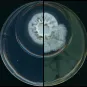 Aspergillus - Pseudomonas - Institut Pasteur