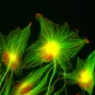 gliomes polarisation - Institut Pasteur