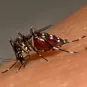 institutpasteur_moustique