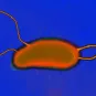 Journal de la Recherche - L'arbalète moléculaire
