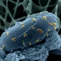 Bactériophage E. Coli - Institut Pasteur