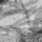 Journal de la Recherche - Un virus issu d’un environnement extrême
