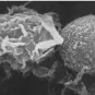 Innate immunity MOOC Institut Pasteur