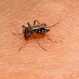 Aedes albopictus - Institut Pasteur