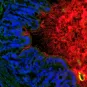 colon souris bacteries - Institut Pasteur
