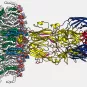 Virus de la fièvre de la Vallée du Rift : mise en évidence d’un mécanisme de l’infection - Institut Pasteur