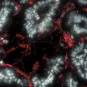 Bactérie symbiotique - Institut Pasteur