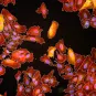 Listeria monocytogenes