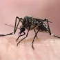 Femelle d'Aedes aegypti - Institut Pasteur de la Guyane